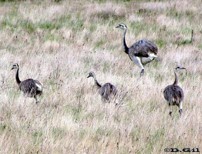 ÑANDÚ (Rhea americana) - Campo en ruta 14 - ROCHA (Abril 2011)